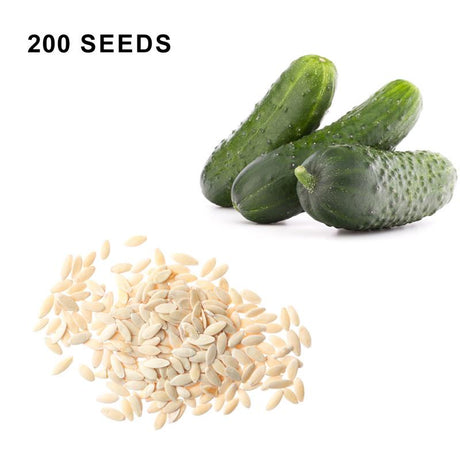 Pioneer F1 Hybrid Cucumber Seeds Heirloom Pickling Cucumber High Yield Cucumis Sativus Open Pollinated Non GMO