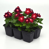 Vinca Tattoo Boysenberry Seed