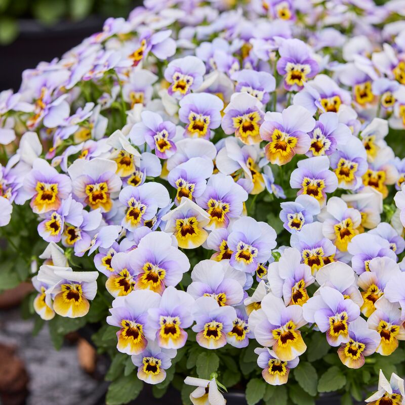 Viola Corina Honeyfrost F1 Seed
