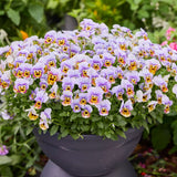 Viola Corina Honeyfrost F1 Seed