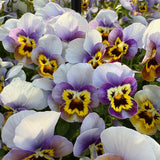 Viola Corina Honeyfrost F1 Seed