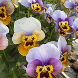 Viola Corina Honeyfrost F1 Seed