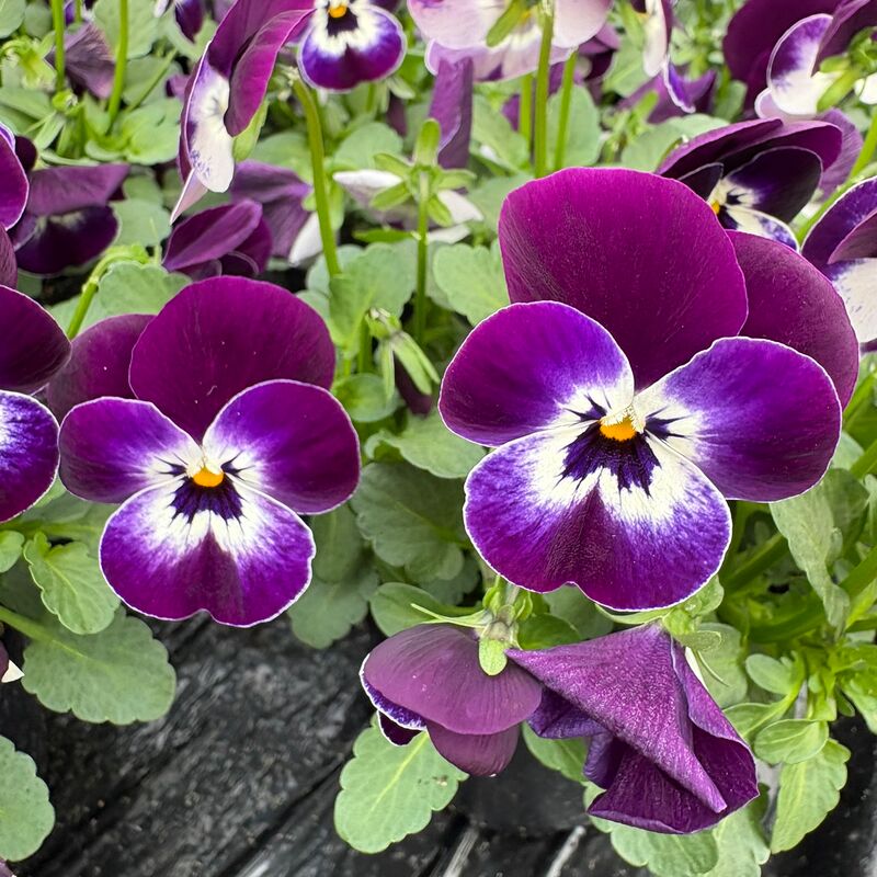 Viola Corina Penguin F1 Seed