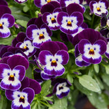 Viola Corina Penguin F1 Seed