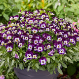 Viola Corina Penguin F1 Seed