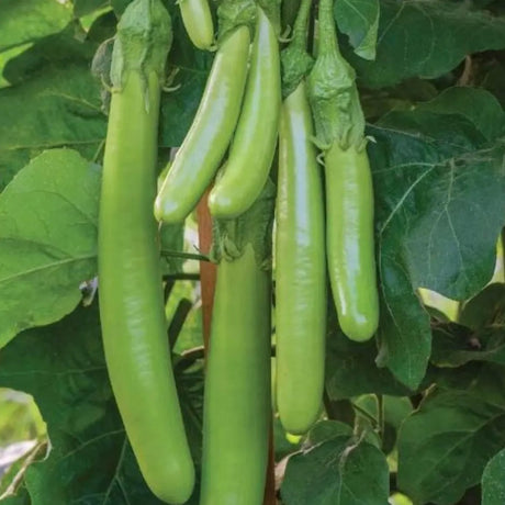 Fingerling Mix Eggplant Heirloom Seeds Good for Containers Patio and Balcony Organic Non GMO