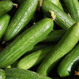 Muncher Cucumber Seeds Heirloom Organic High Yield Crisp and Tasty Garden Variety