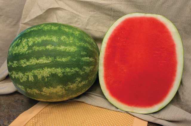 WATERMELON