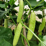 Korean Cucumber Seeds Non GMO Crisp Asian Variety for Home Gardening