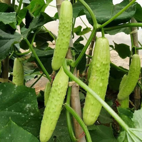 কোরিয়ান শসার বীজ - জিএমও-মুক্ত, খাস্তা এশিয়ান জাতের, বাড়ির বাগানের জন্য