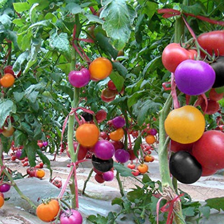 Rainbow Mix Cherry Tomato Seeds Red Orange Yellow Black Solanum Lycopersicum