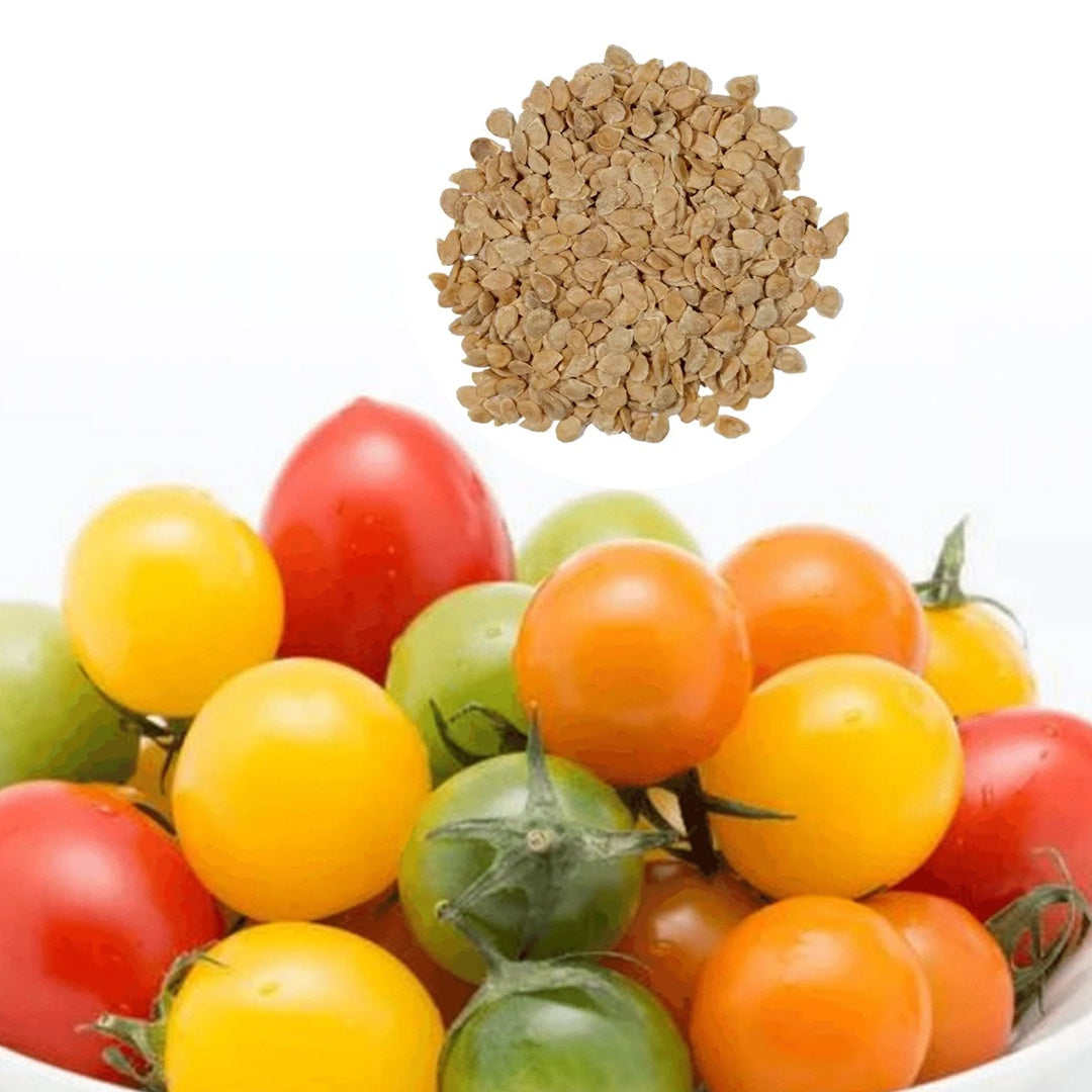 Rainbow Mix Cherry Tomato Seeds Red Orange Yellow Black Solanum Lycopersicum