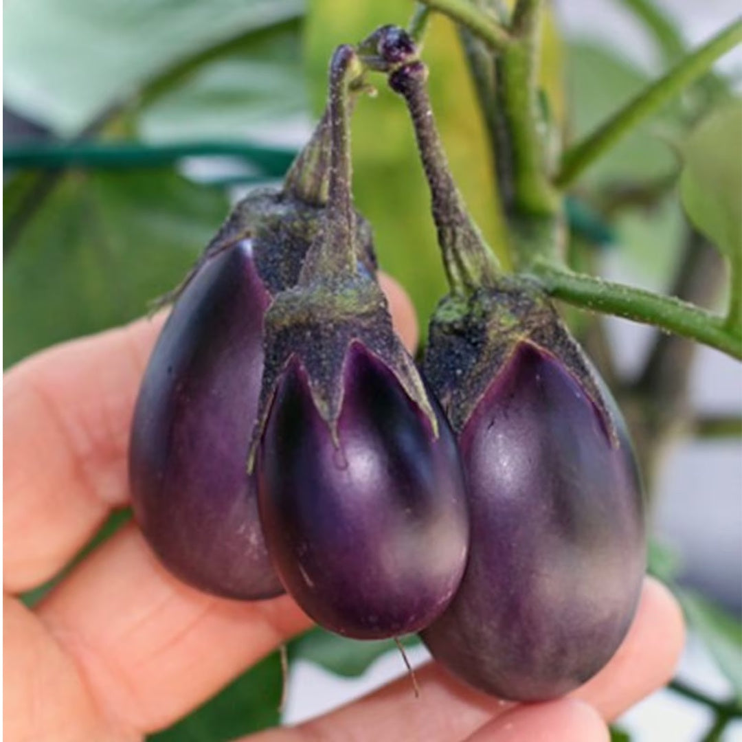 Patio Baby Eggplant Seeds 30 Plus Fresh Organic Seeds for the 2026 Season