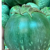 Giant Thai Eggplant Seeds 20 Seeds Green Round Thai Eggplant Organic Variety