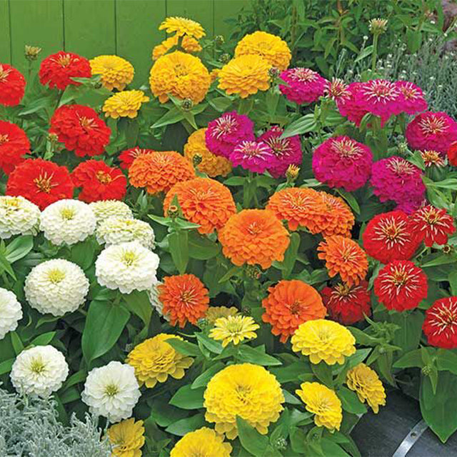 Zinnia Preciosa Premium Mix F1 Seed