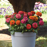 Zinnia Elegant Hot Mix Seed