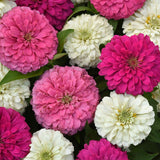 Zinnia Elegant Soft Mix Seed