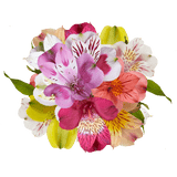 Assorted Alstroemeria Stems Flower Bouquets