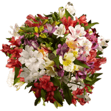 Assorted Alstroemeria Stems Flower Bouquets