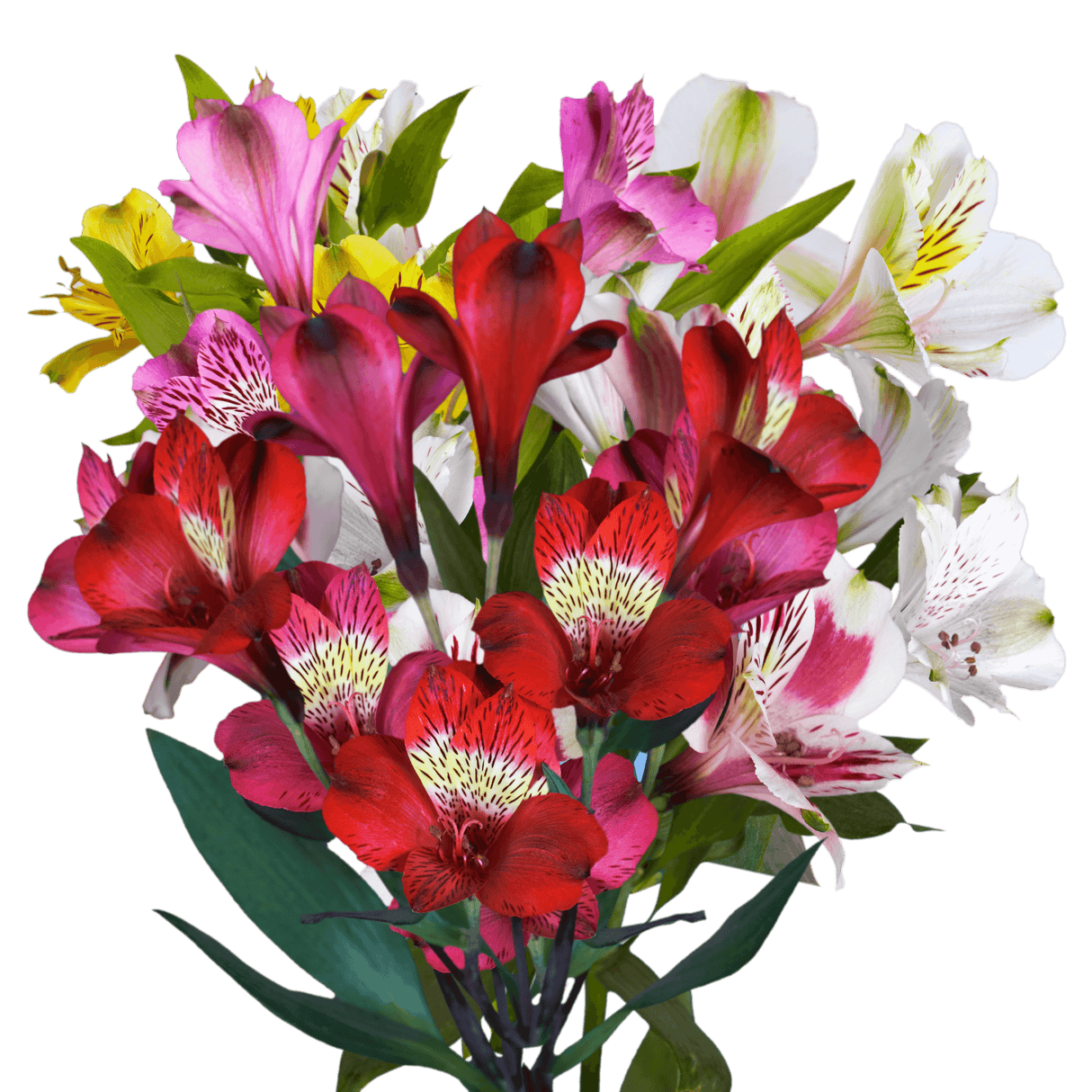 Assorted Alstroemeria Stems Flower Bouquets