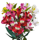 Assorted Alstroemeria Stems Flower Bouquets