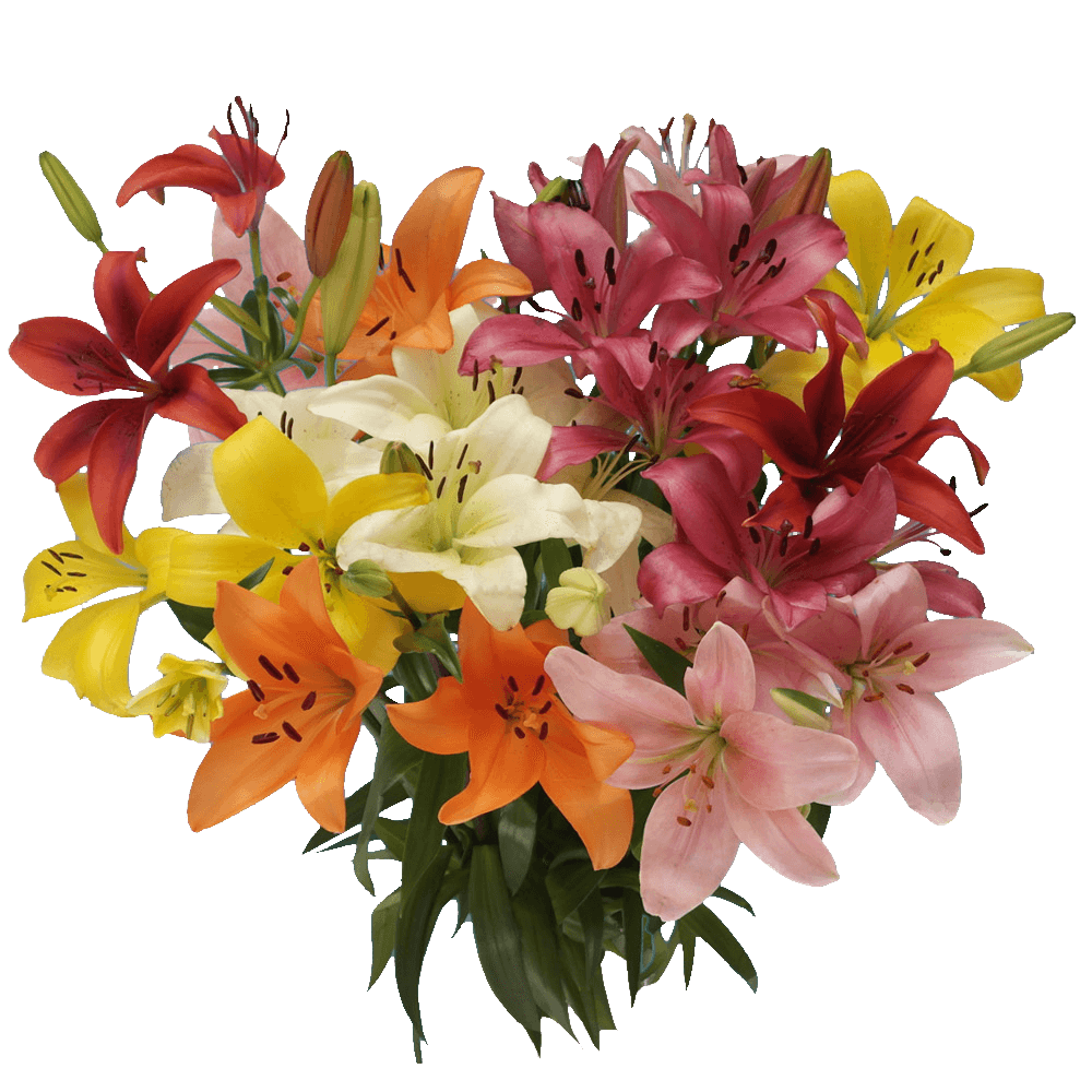 Assorted Color Asiatic Lilies Fresh Cut Bulk Flowers