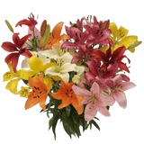 Assorted Color Asiatic Lilies Fresh Cut Bulk Flowers