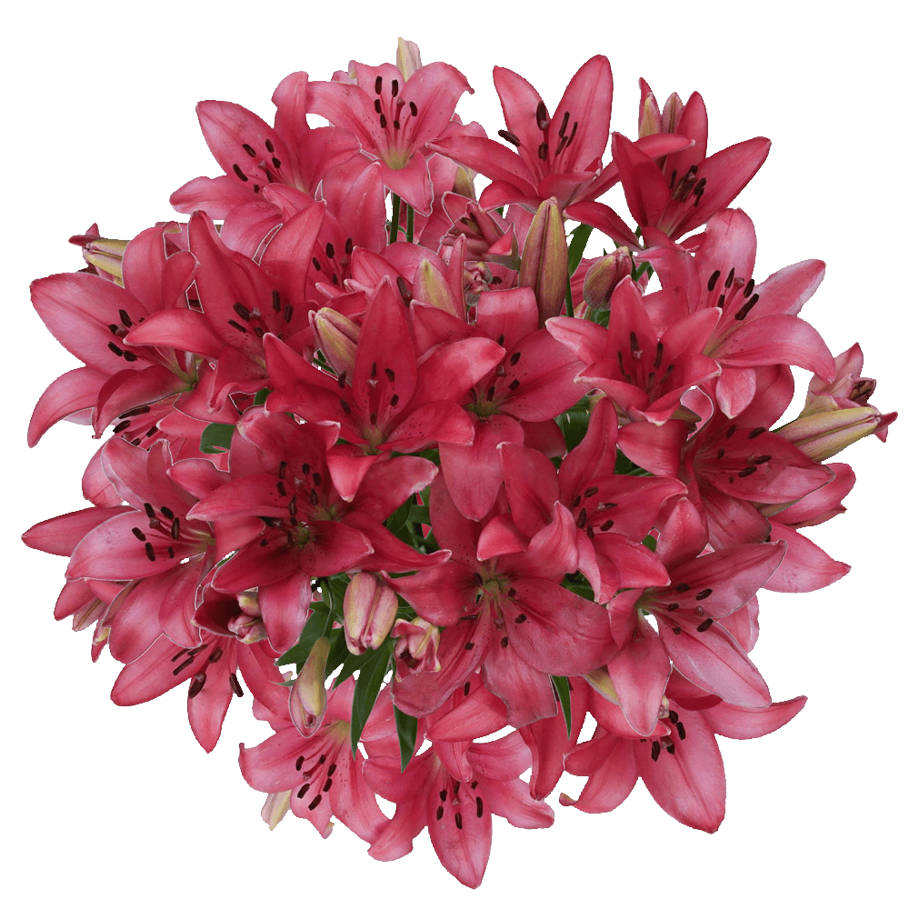 Fresh Hot Pink Asiatic Lilies Wedding Flowers