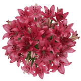 Fresh Hot Pink Asiatic Lilies Wedding Flowers