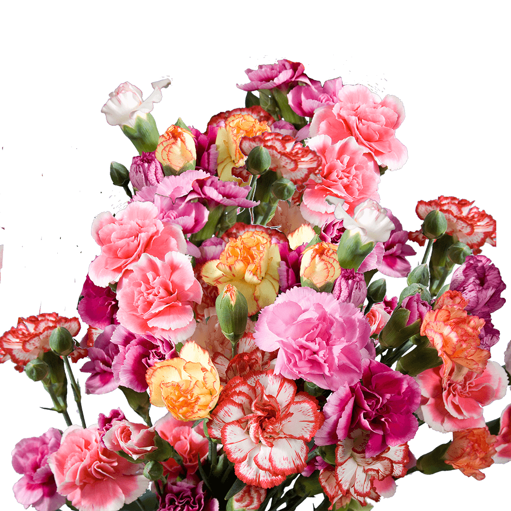 Assorted Color Spray Carnations – Fresh Flower Bouquets