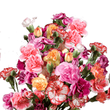 Assorted Color Spray Carnations – Fresh Flower Bouquets