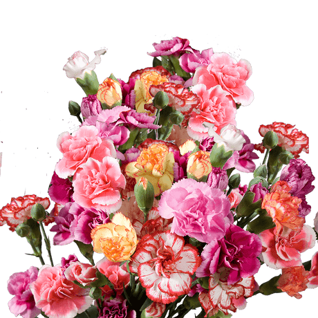 Assorted Color Spray Carnations – Fresh Flower Bouquets