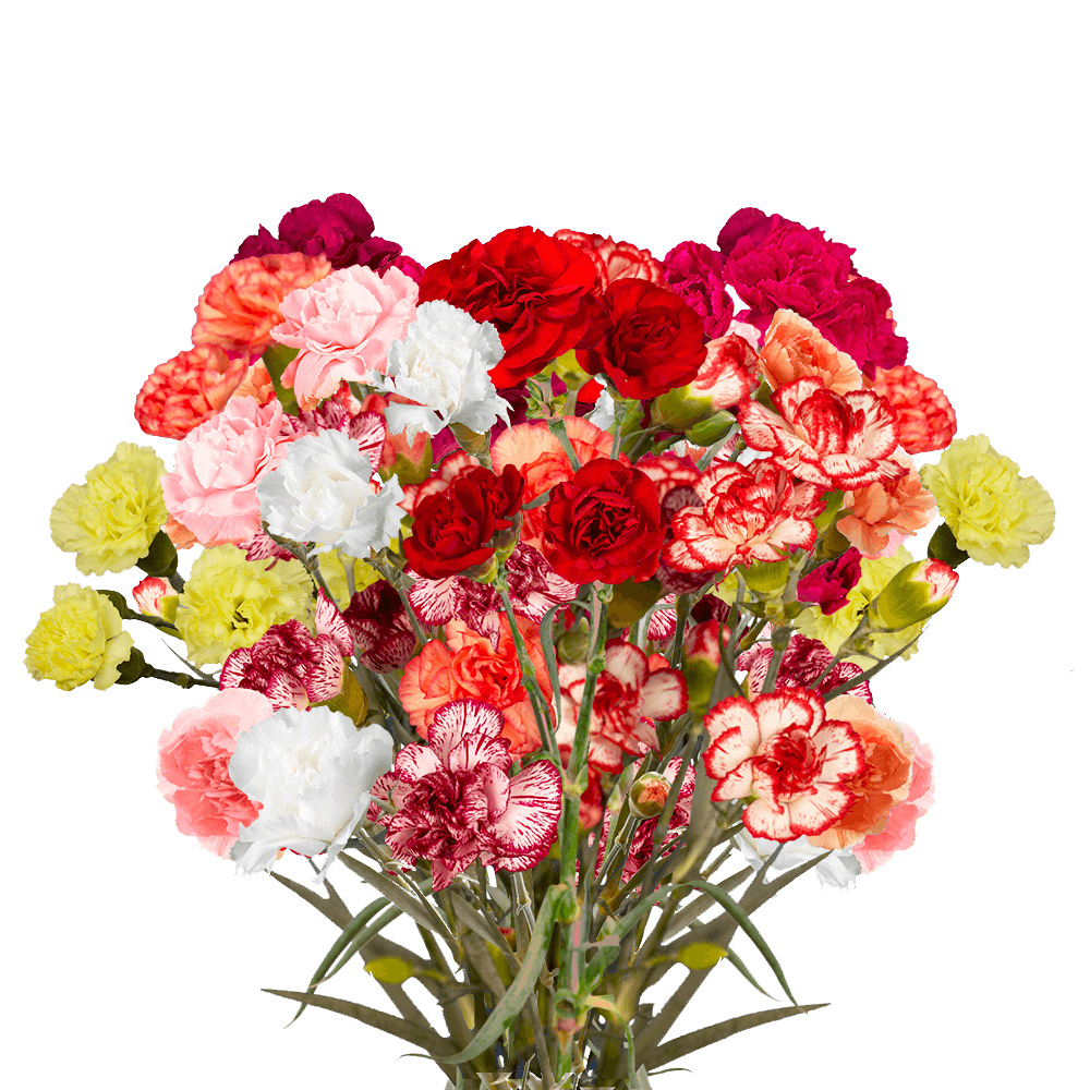 Assorted Color Spray Carnations – Fresh Flower Bouquets