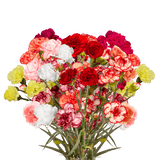 Assorted Color Spray Carnations – Fresh Flower Bouquets