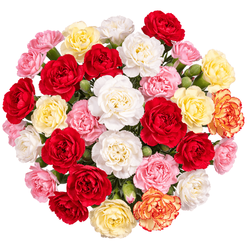 Assorted Color Spray Carnations – Fresh Flower Bouquets