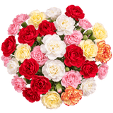 Assorted Color Spray Carnations – Fresh Flower Bouquets