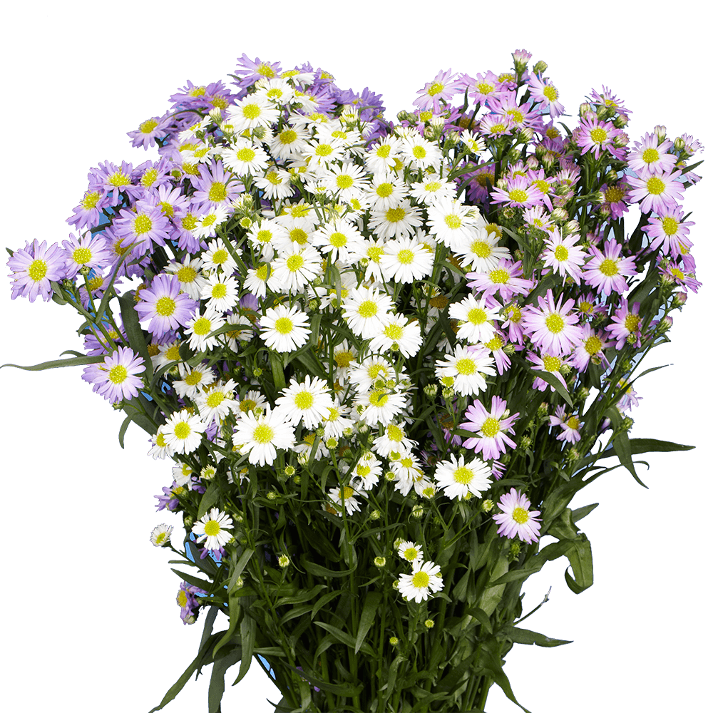 Assorted Aster Flowers Fresh Cut Wholesale Blooms for Events & Decor