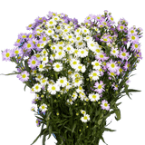 Assorted Aster Flowers Fresh Cut Wholesale Blooms for Events & Decor