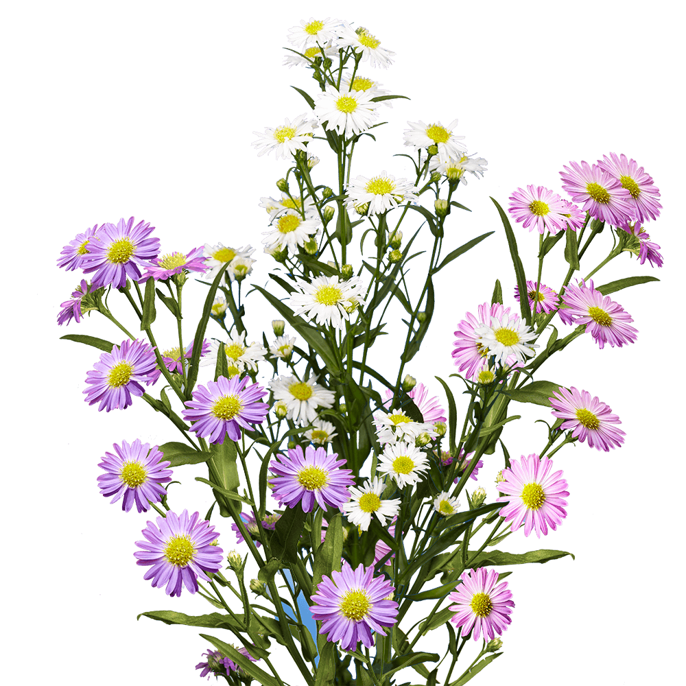 Assorted Aster Flowers Fresh Cut Wholesale Blooms for Events & Decor