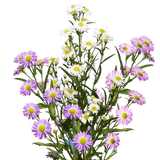Assorted Aster Flowers Fresh Cut Wholesale Blooms for Events & Decor
