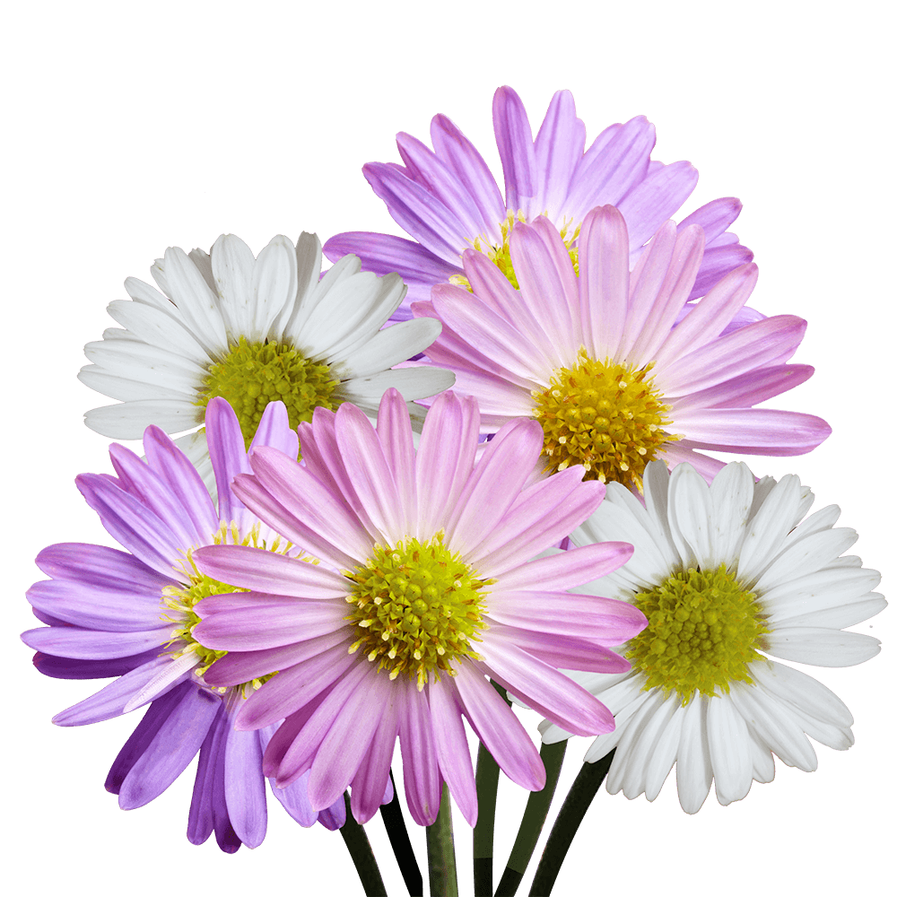 Assorted Aster Flowers Fresh Cut Wholesale Blooms for Events & Decor