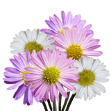 Assorted Aster Flowers Fresh Cut Wholesale Blooms for Events & Decor