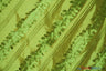 Forest Taffeta Embroidery Polyester Fabric - Hanging Leaf Pattern, 54" Width, Multiple Colors (1 Yard)