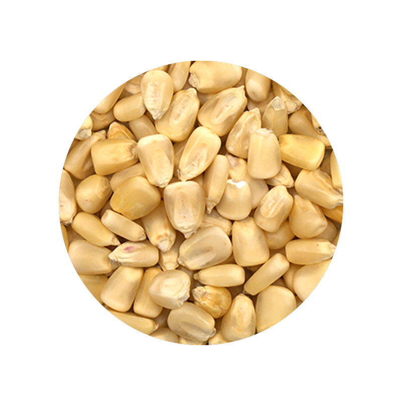 Dried White Corn Hominy 1 Pound