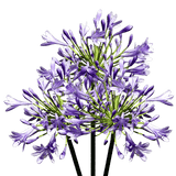 Wholesale Agapanthus Flowers Fresh Cut Stems