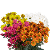 Assorted Daisy Poms – Fresh Cut Flower Bunches