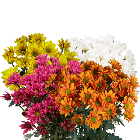 Assorted Daisy Poms – Fresh Cut Flower Bunches