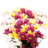Assorted Daisy Poms – Fresh Cut Flower Bunches