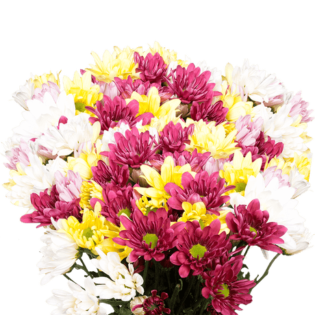 Assorted Daisy Poms – Fresh Cut Flower Bunches