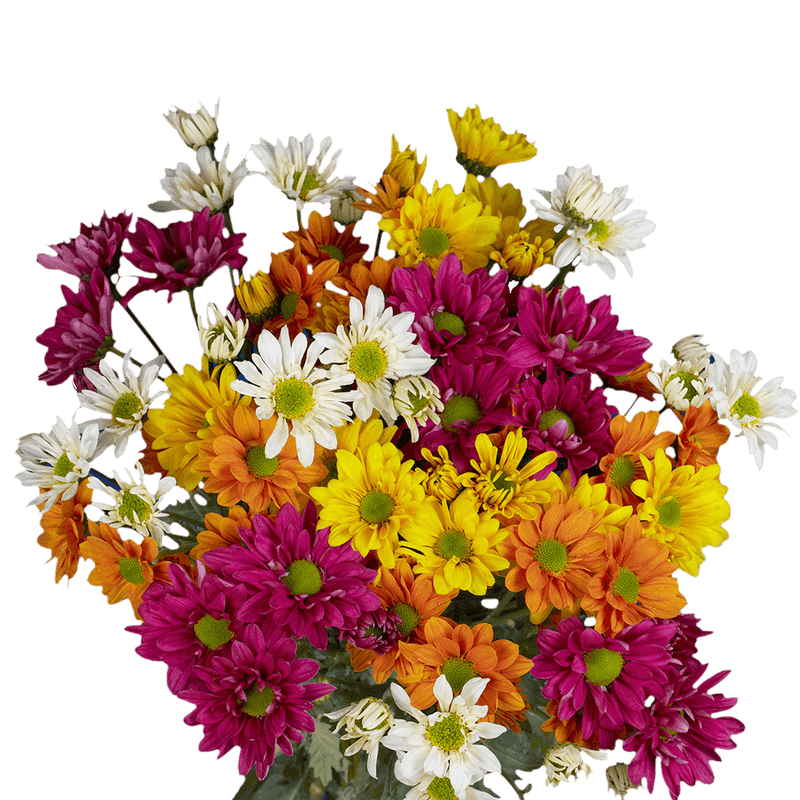 Assorted Daisy Poms – Fresh Cut Flower Bunches